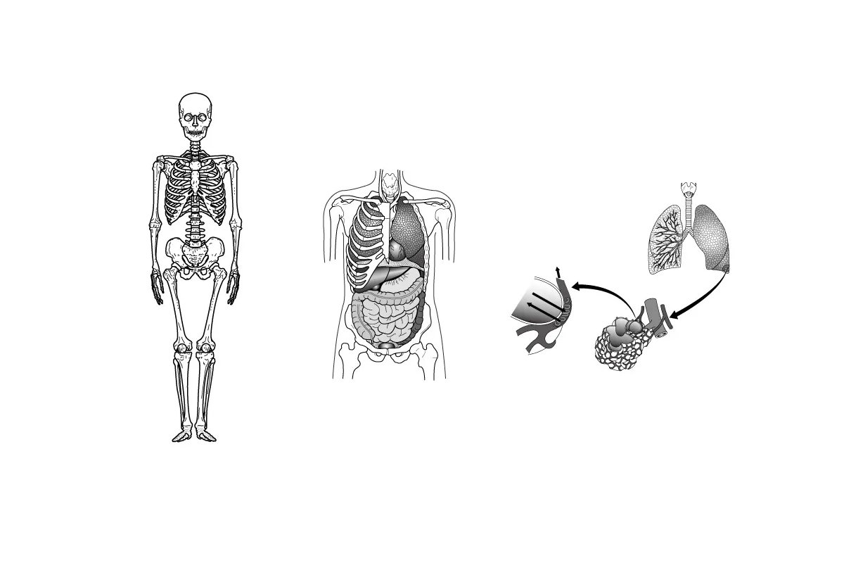 理科の教科書用人体イラスト
